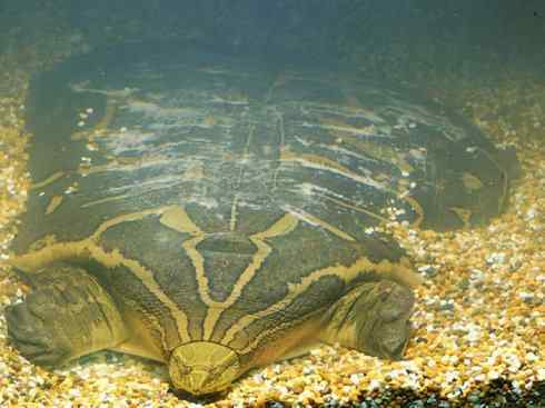 玄武:传说的兽原型探秘(鳖) 玄武:传说的兽原型探秘(鳖)