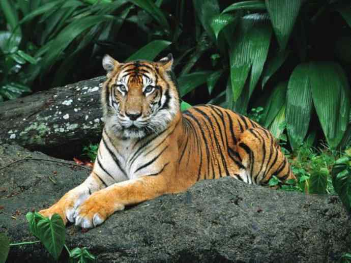 犬科：薮犬亚科豺属之豺