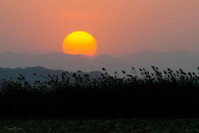 角百灵 wbr野鸭湖的一天 角百灵 wbr野鸭湖的一天