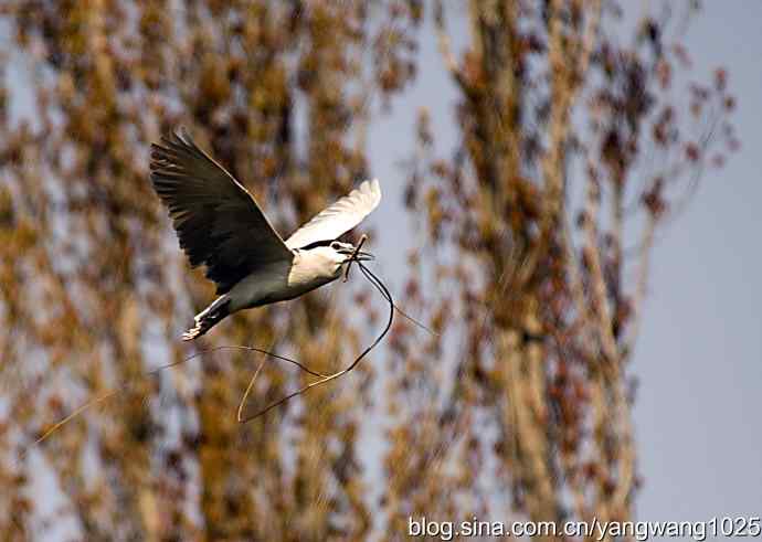 建家筑巢（夜鹭）