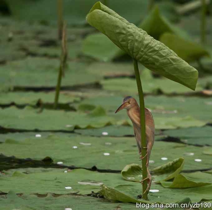漂亮的钢管舞（组图，10张图片）