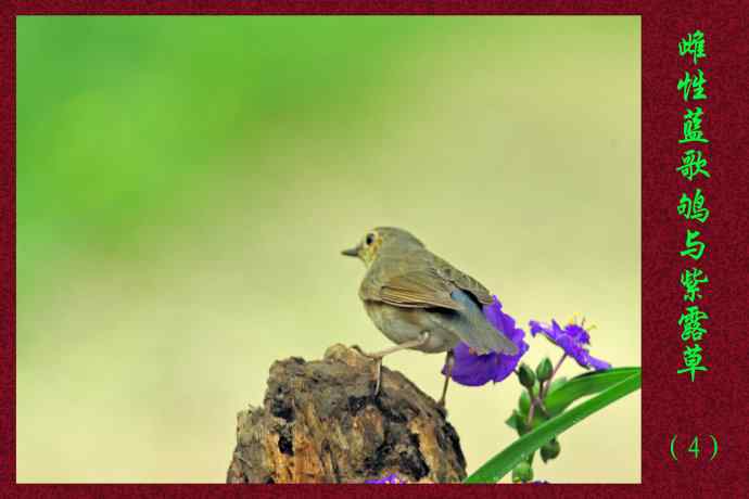 雌性蓝歌鸲与紫露草（4）