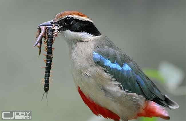 中国国家地理网飞羽瞬间鸟类摄影大赛——珍稀物种组