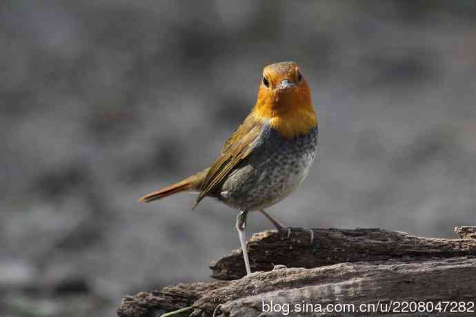 打鸟归来收获多多   (5）日本歌鸲