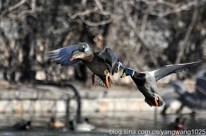 飞(绿头鸭)1 飞(绿头鸭)1