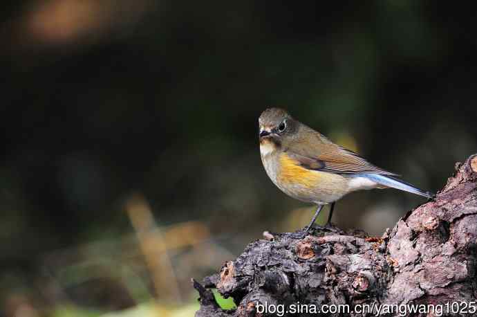 雌性红胁蓝尾鸲（52）