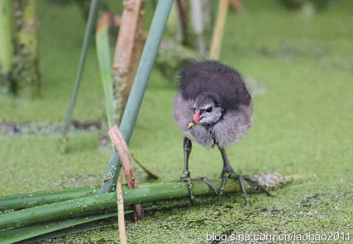 几张雏鸟