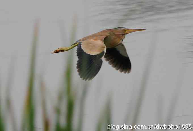 黄苇鳽--雅逸的小黄鹭