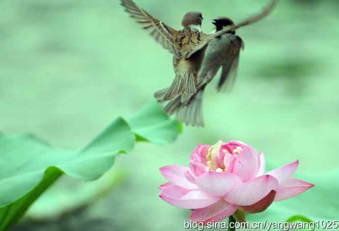 雀与荷 wbr3（领地之争纪实）