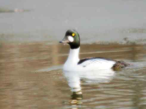 雁鸭之最之七（冠麻鸭、秋沙鸭、鹊鸭）