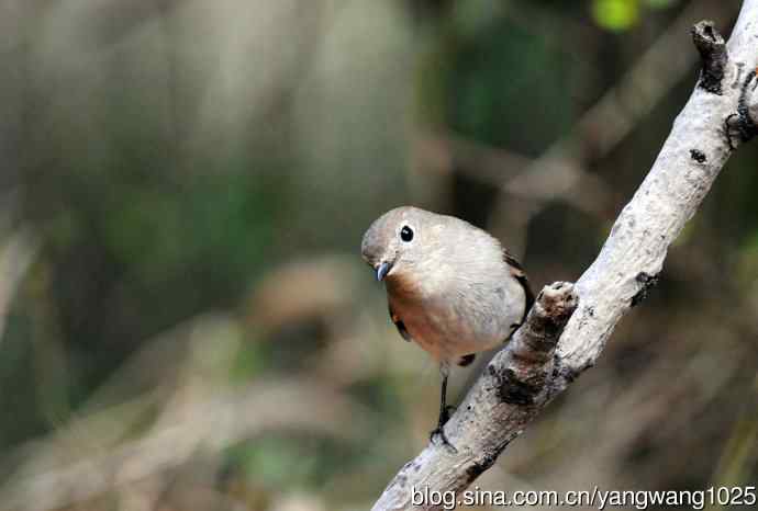 红喉姬鹟（27）