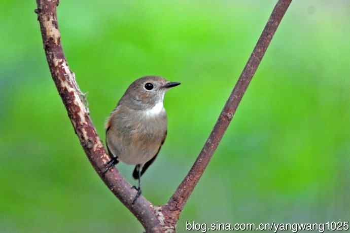秋天的红喉姬鹟(5) 秋天的红喉姬鹟(5)