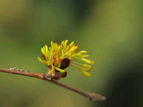 鱼类活化石：非洲肺鱼