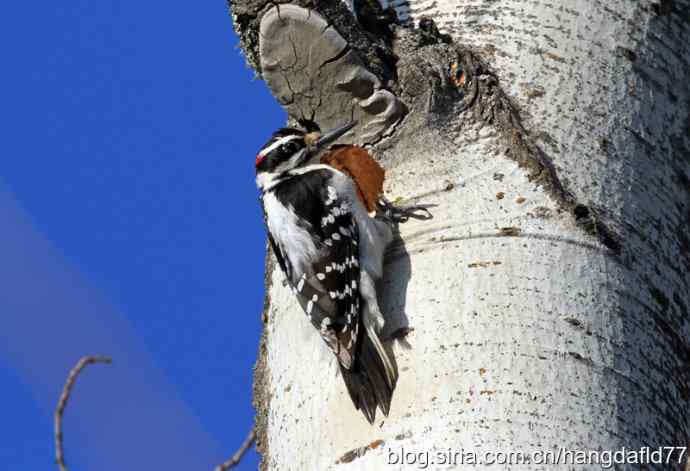 毛发啄木鸟 毛发啄木鸟