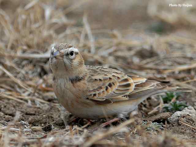 野鸭湖拍摄纪实(黄头鹡鸰及其它) 野鸭湖拍摄纪实(黄头鹡鸰及其它)