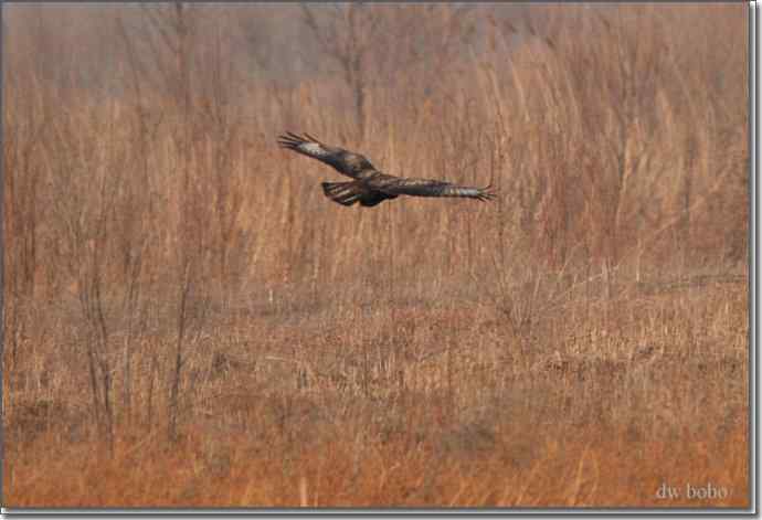 野鸭湖猛禽-红隼、短耳鸮、毛脚鵟 野鸭湖猛禽-红隼、短耳鸮、毛脚鵟