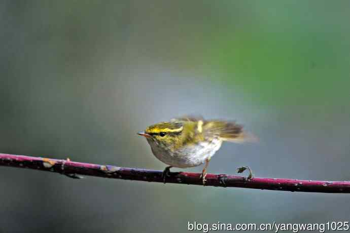 黄腰柳莺（23）