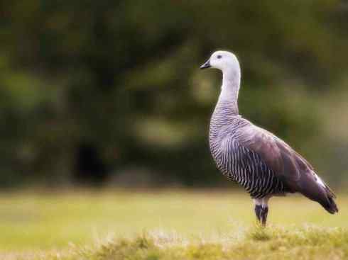 白头鸟系列：另类的美丽（斑胁草雁）