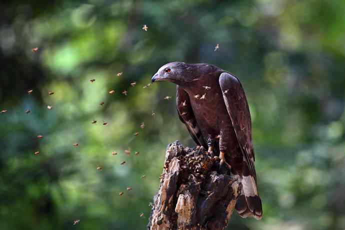 【吃蜜蜂的鹰---蜂鹰】
