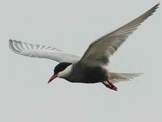 衡水湖印象(彩鹬及其它)