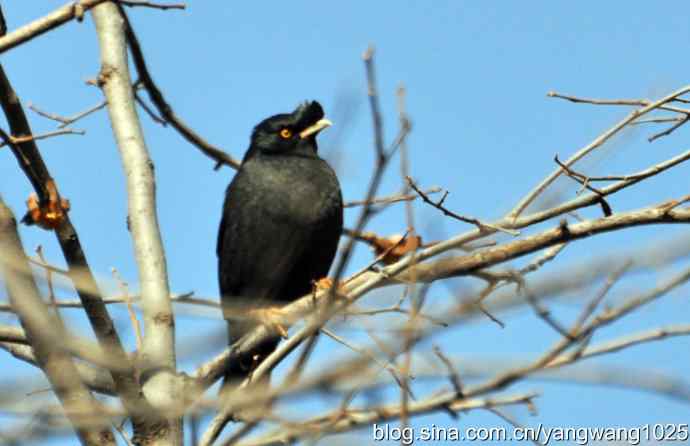野生鸟(八哥) 野生鸟(八哥)