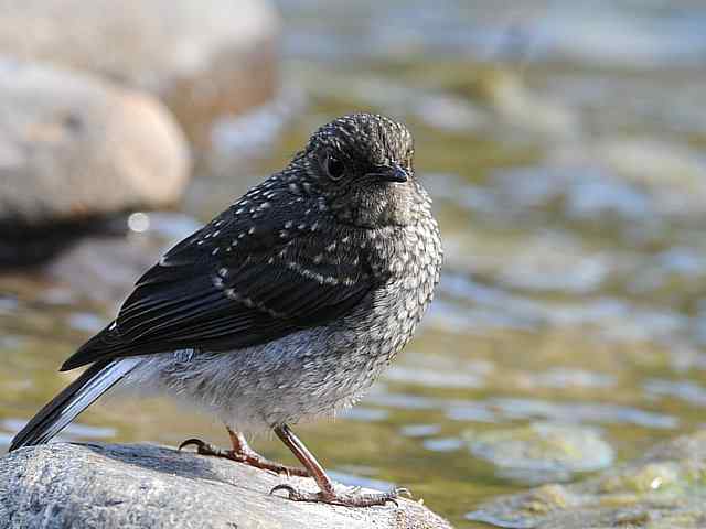 十渡有鸟初长成 wbr. wbr养在溪边人尽识