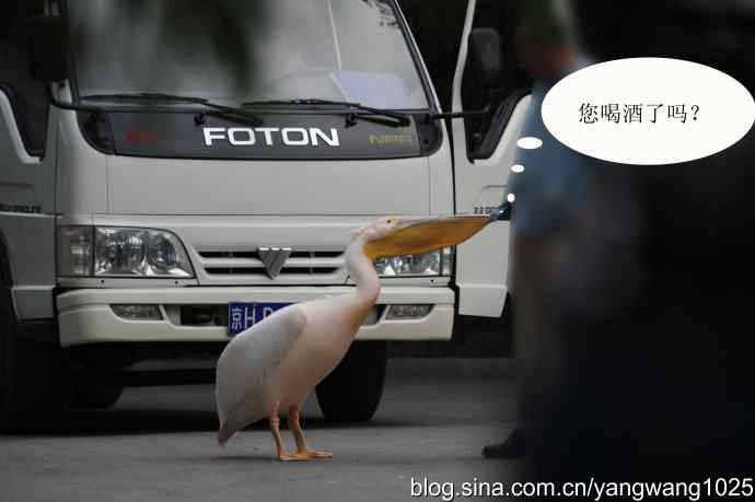 登陆巡游（纪实故事）