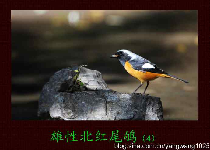 雄性北红尾鸲（4）