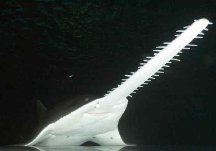 鱼类活化石:锯鳐 鱼类活化石:锯鳐