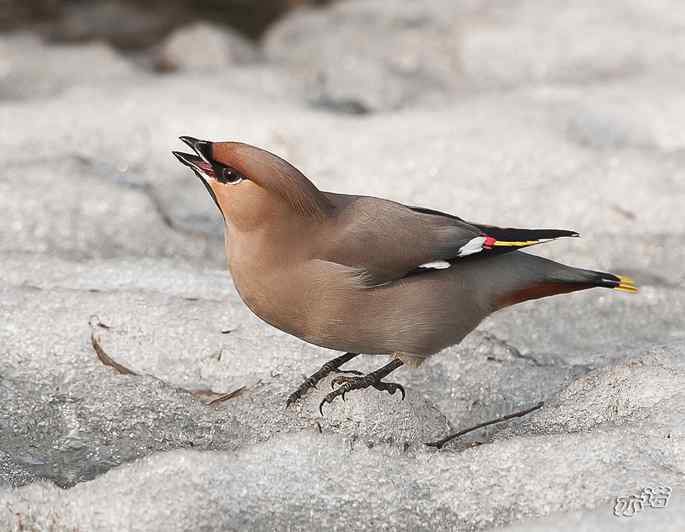 昨天在日坛拍到的鸟