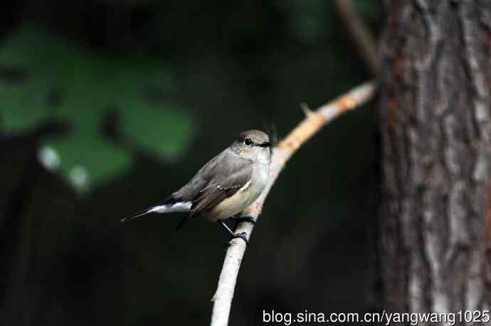 红喉姬鹟（24）