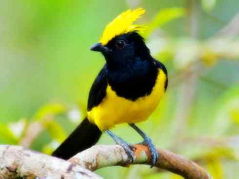 美丽无罪：雀鸟之欣赏2