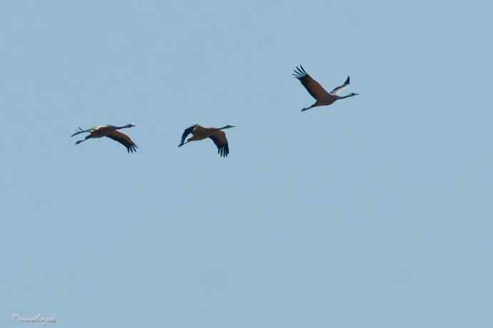 角百灵 wbr野鸭湖的一天 角百灵 wbr野鸭湖的一天
