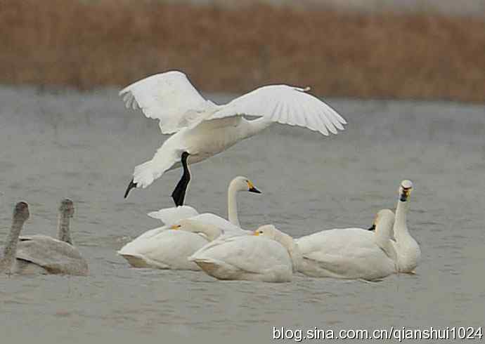 冬日里的白天鹅(野鸭湖)