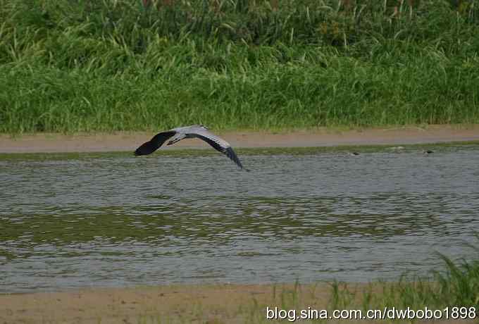 飞翔的苍鹭