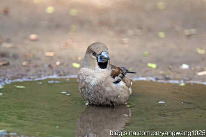 洗浴中的锡嘴雀（1）