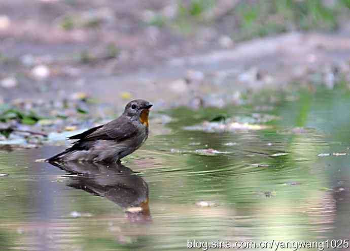 红喉歌鸲 红喉歌鸲