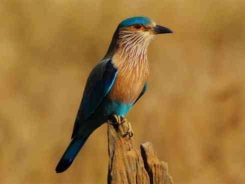 绝色攀禽：佛法僧目之佛法僧