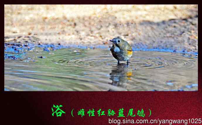 浴（雌性红胁蓝尾鸲）
