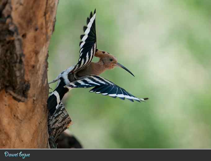 又到戴胜育雏时