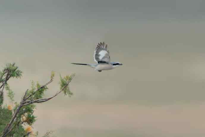野鸭湖总有意想不到的收获