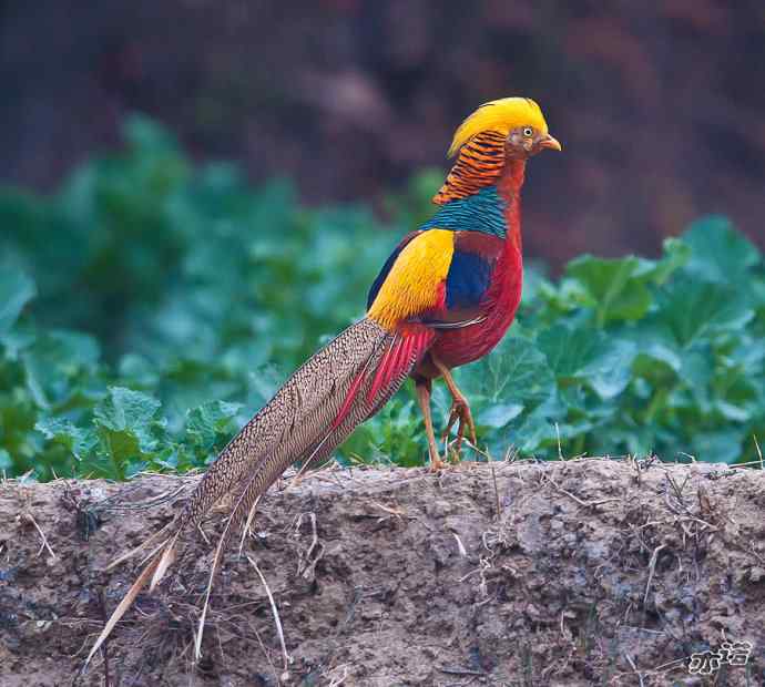 红腹锦鸡&nbsp;wbr路&nbsp;wbr有望当选为国鸟的鸟