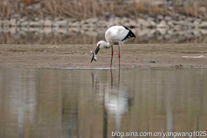 北京南海子公园的鸟类——吃早餐的东方白鹳（1）