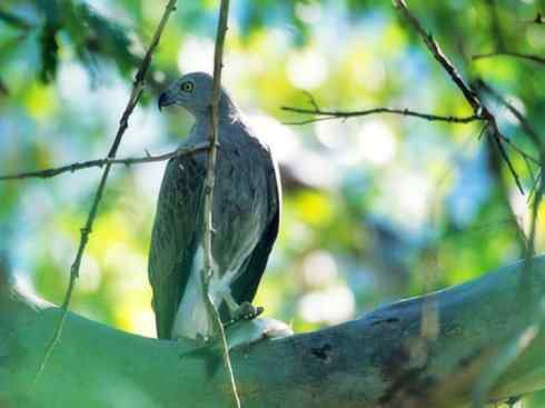 白头鸟系列：另类的美丽（吼海雕）