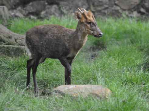 麒麟：传说的兽原型探秘（麂）