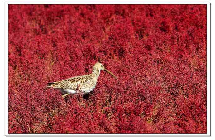 红海滩里的濒危杓鹬
