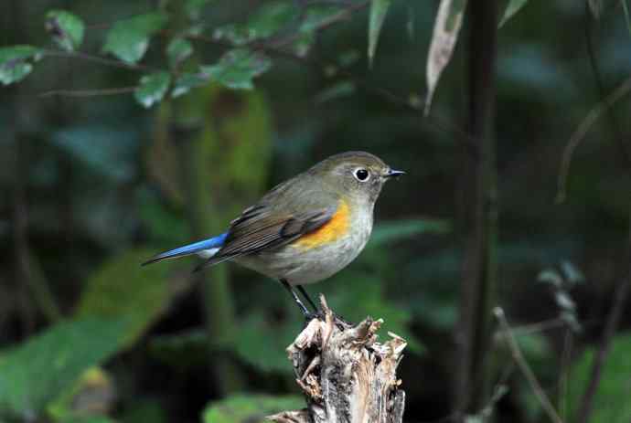 雌性红胁蓝尾鸲(58) 雌性红胁蓝尾鸲(58)