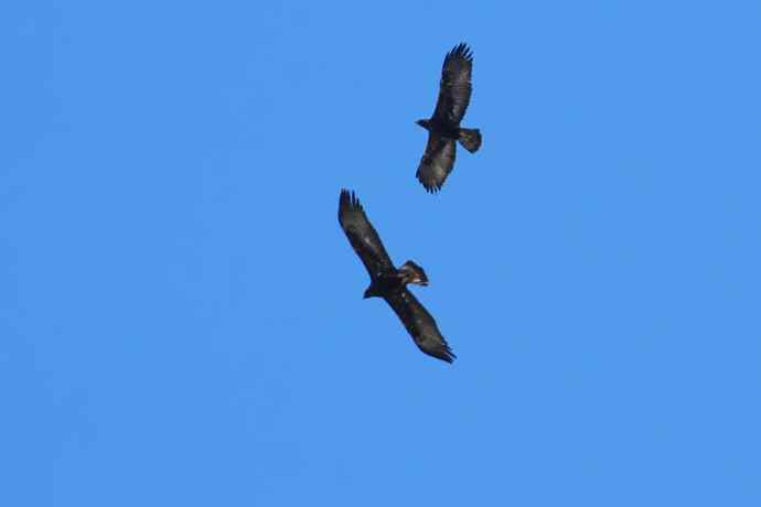 永定河生态观鸟