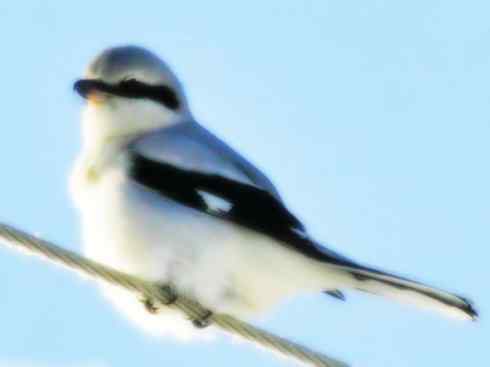 天生猎手：非猛禽类猎手之二（雀鸟也是屠夫——伯劳）