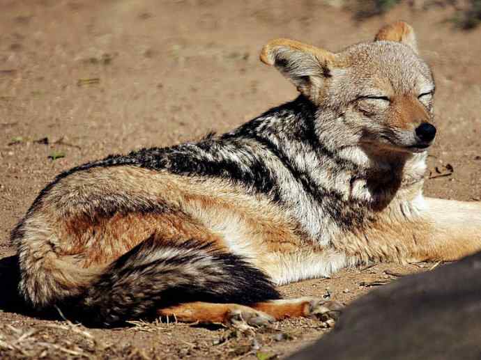 犬科:犬亚科犬属之西门豺、侧纹豺(胡狼类) 犬科:犬亚科犬属之西门豺、侧纹豺(胡狼类)
